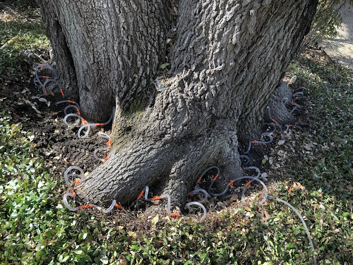 Detailed Tree Cabling and Bracing job site in Virgilina
