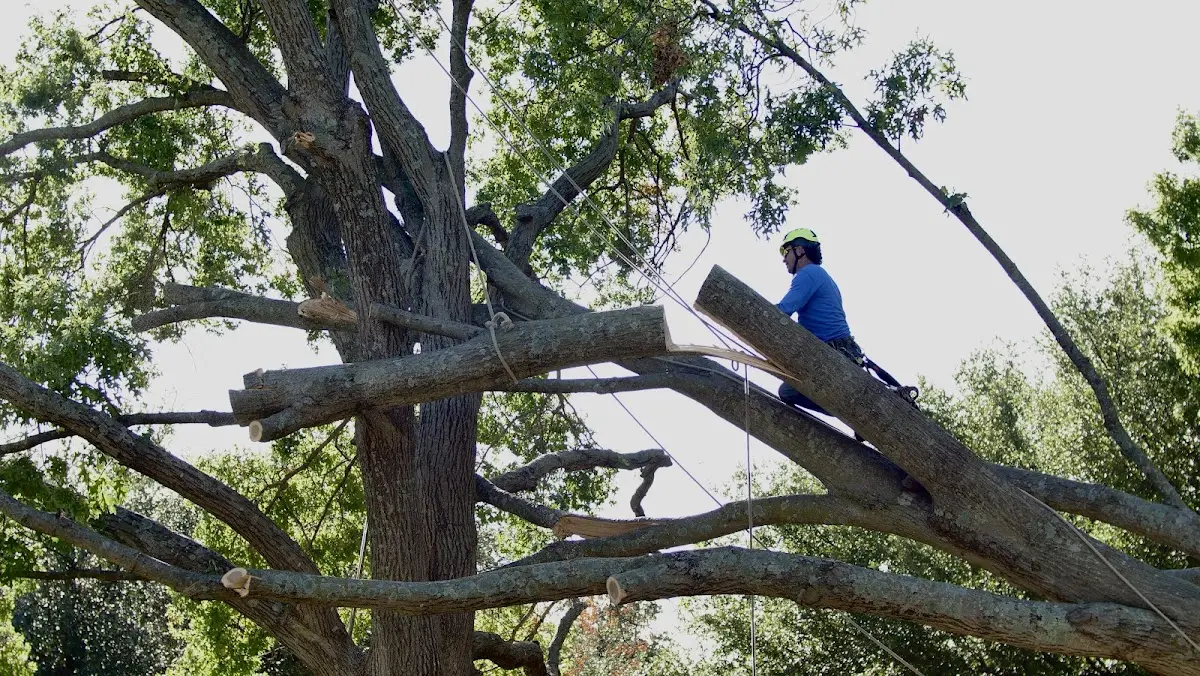 Professional Crown Thinning performed by certified arborists in Virgilina