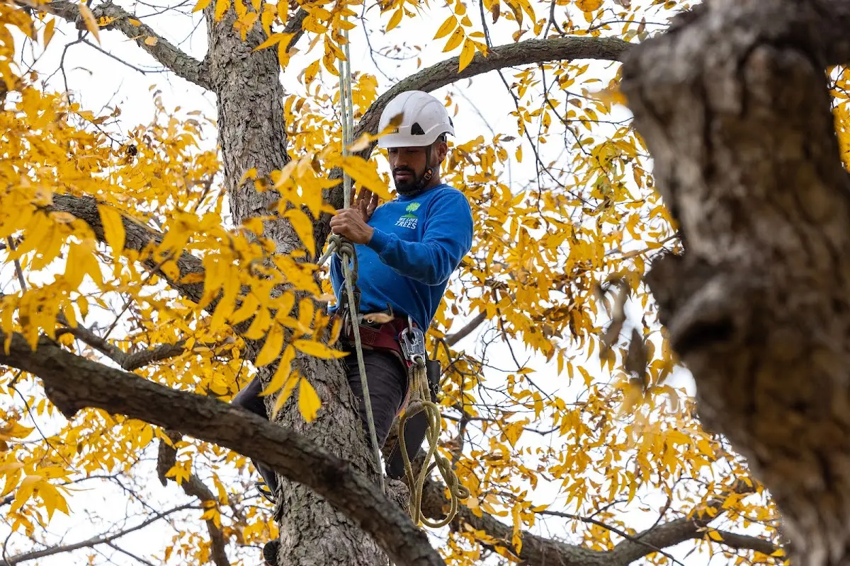 Skilled Storm Damage Cleanup crew working in Virgilina